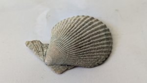 Pectinid