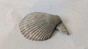 Pectinid