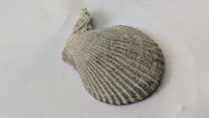 Pectinid