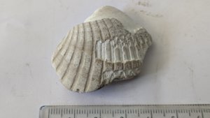 Venericor planicosta, fragment - Measurement ~4.5cm