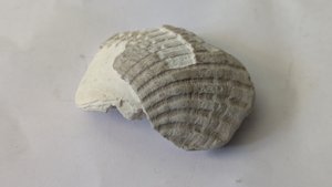Venericor planicosta, fragment