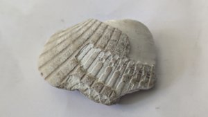 Venericor planicosta, fragment