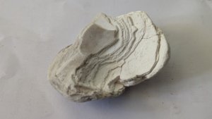 Venericor planicosta, fragment - Inner side