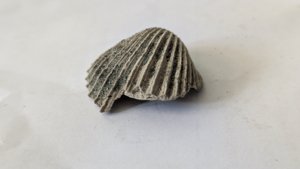 Venericardia carinata - Broken