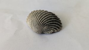 Venericardia carinata