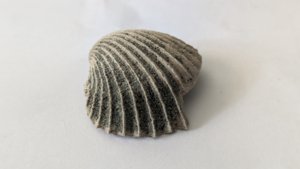 Venericardia carinata - Broken