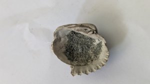 Venericardia carinata - Inside