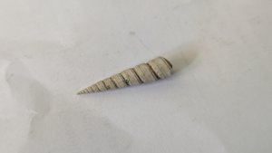 Turritellid