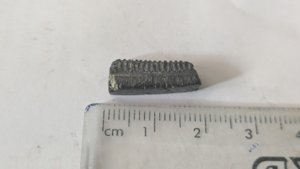 Mouthplate piece of Aetobatus irregularis - Measurement ~2cm