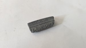Mouthplate piece of Aetobatus irregularis