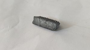 Mouthplate piece of Aetobatus irregularis