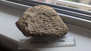 Measurement 14-15cm