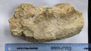 Measurement ~25cm
