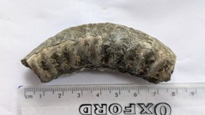 Measurement ~8cm