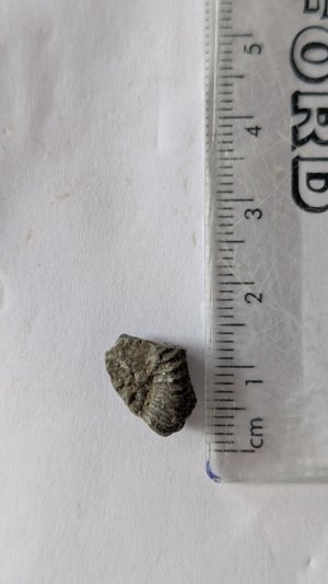 Measurement ~1cm