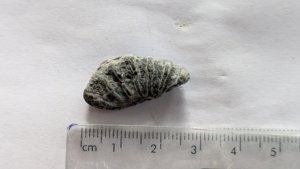Measurement ~3cm