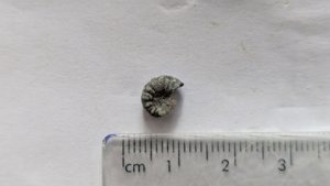 Measurement ~0.5cm