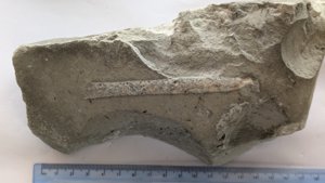 Measurement ~12cm