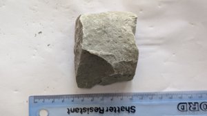 Belemnite, ~3cm