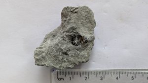 Belemnite, 1-2cm