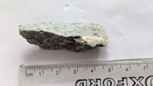 Belemnite, 1-2cm