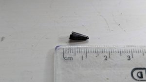 Tooth, 1-2cm
