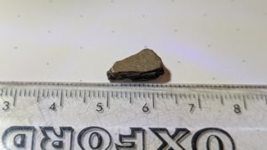 Shell fragment, ~1.3cm