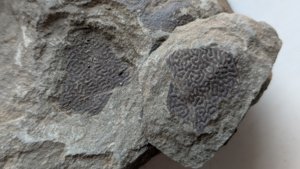 Coral - two sides of the imprint