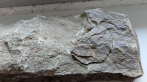 Coral - assembled pieces