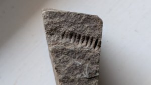 Unknown - maybe a crinoid stem?