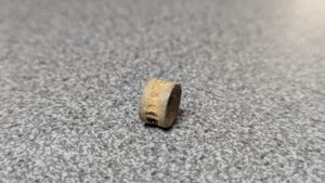 Vertebra - side view