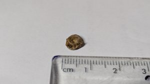 Vertebra - measurement ~0.8cm