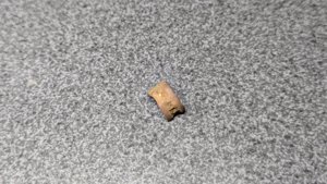 Vertebra - side view