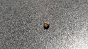 Vertebra - side view