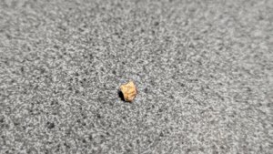 Vertebra - side view