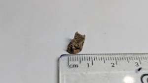 Vertebra - measurement ~0.6cm (diameter)