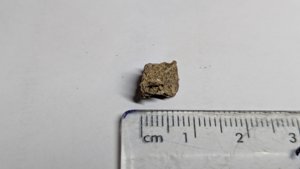 Vertebra - measurement ~0.7cm (length)