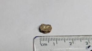 Vertebra - measurement ~0.7cm