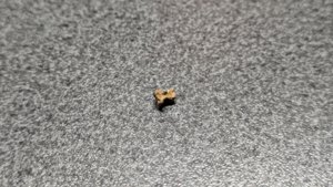 Vertebra - side view