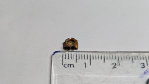 Vertebra(?) - measurement ~0.6cm