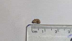 Vertebra, broken in the middle - measurement ~0.6cm