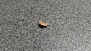 Vertebra, broken in the middle