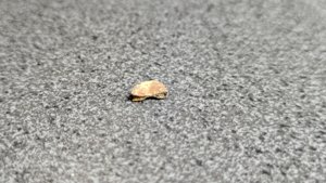 Vertebra, broken in the middle