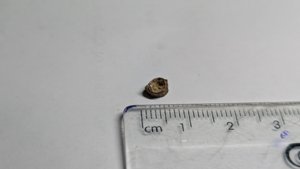 Vertebra - measurement ~0.6cm