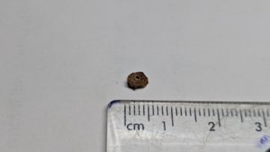 Vertebra, very weathered - measurement ~0.5cm