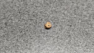 Vertebra, very weathered