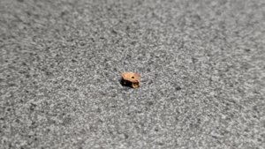 Vertebra, very weathered