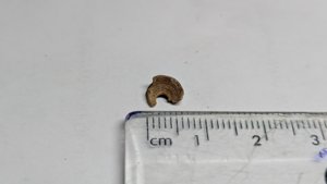 Vertebra, very weathered - measurement ~0.7cm