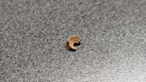 Vertebra, very weathered