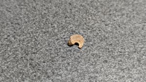 Vertebra, very weathered